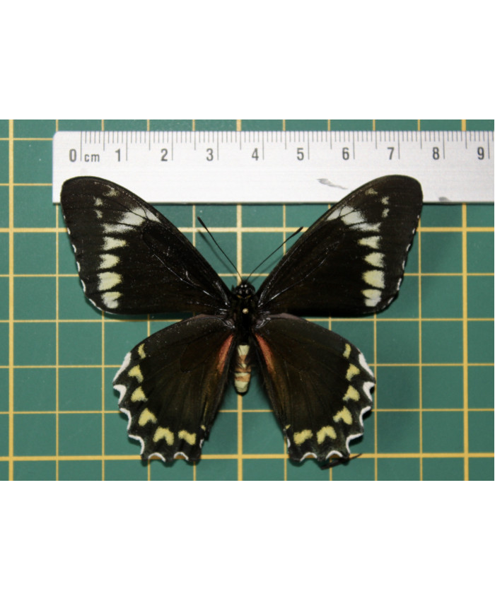 Bathus madyes chlorodemas op speld