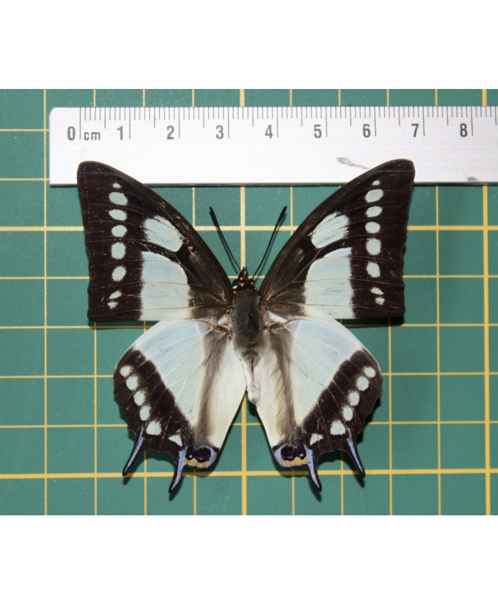 Polyura narcaea op speld