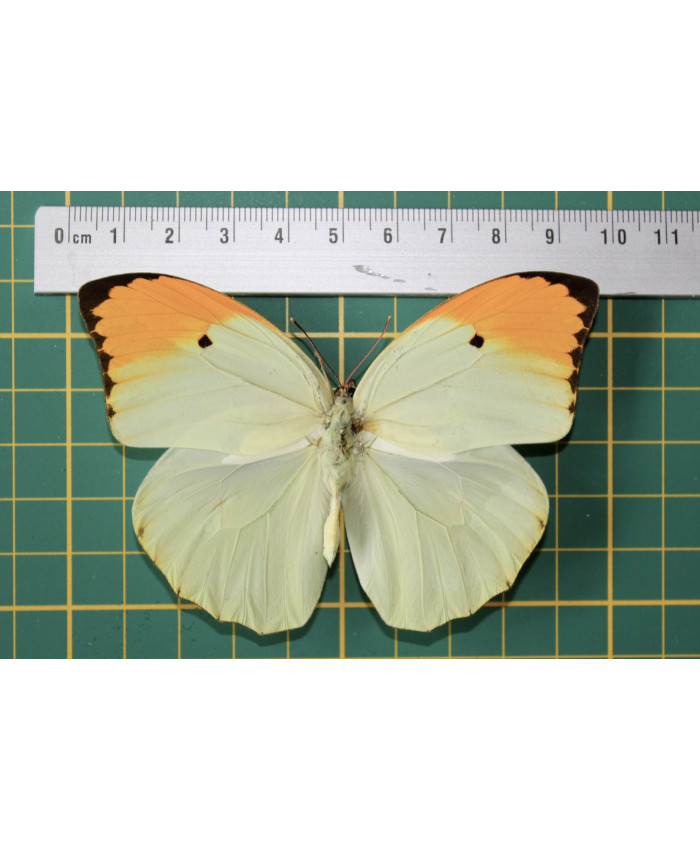 Anteos menippe op speld