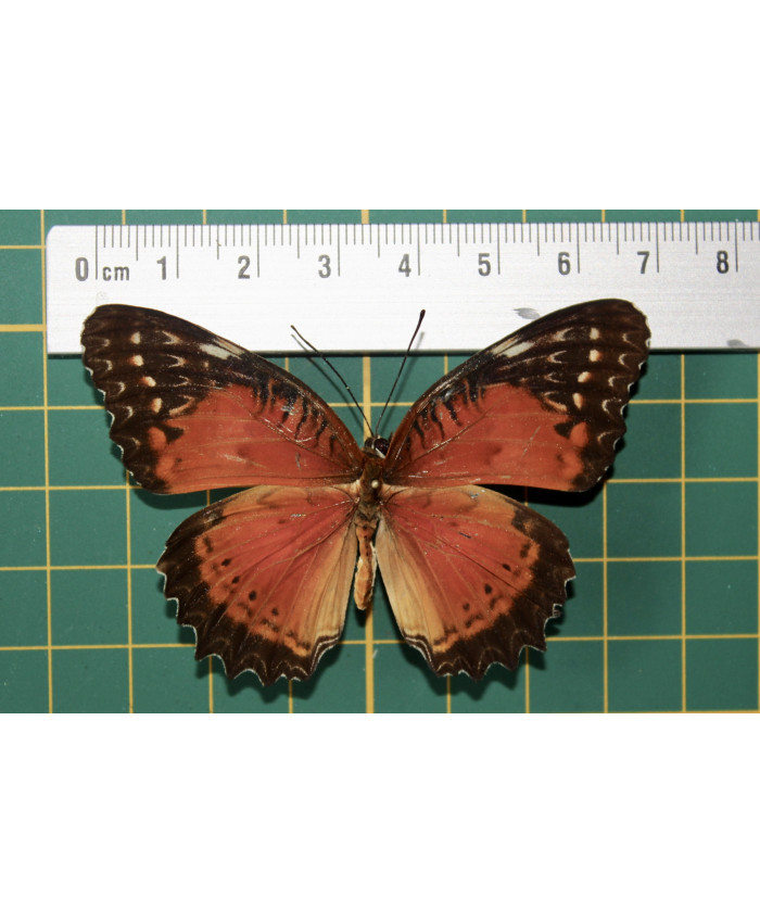 Cethosia bliblis perakana op speld