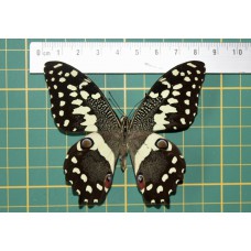 Papilio demodocus op speld