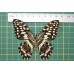Papilio demodocus op speld