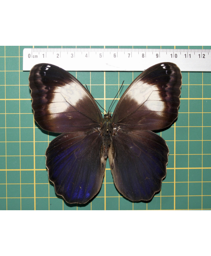 Caligo martina op speld