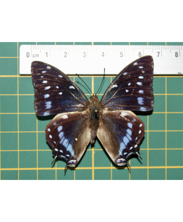 Charaxes estesipe op speld