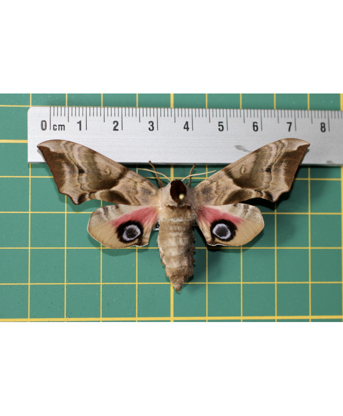 Smerinthus ocelatus op speld