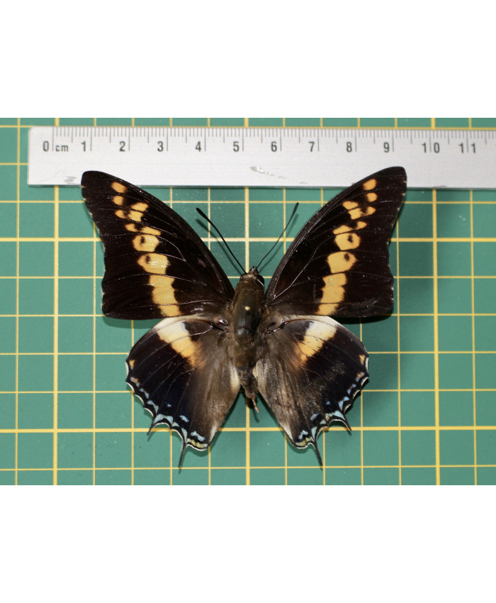 Charaxes castor op speld