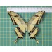 Papilio thoas cinyras op speld