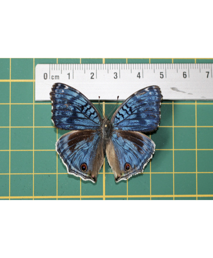 Precis rhadama op speld