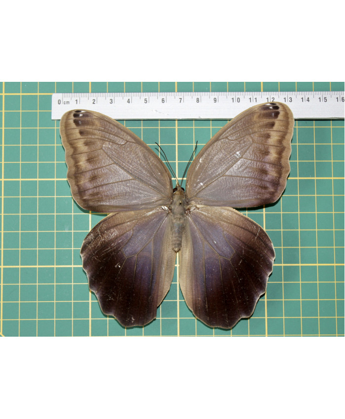 Caligo idomeneus op speld