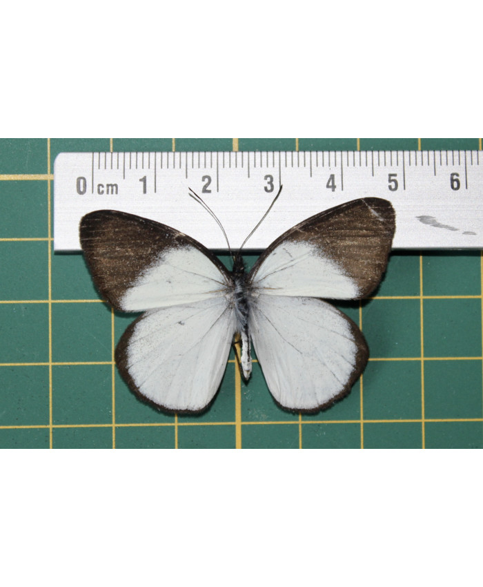 Delias nais op speld