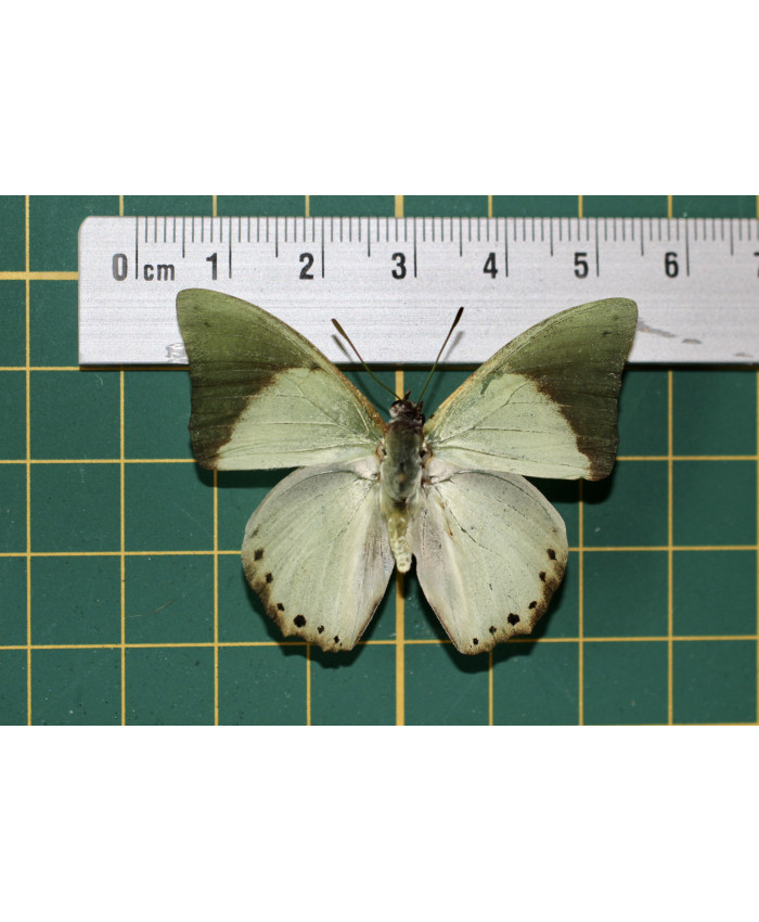 Charaxes eupale op speld