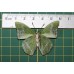 Charaxes eupale op speld