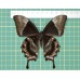 Papilio ulysses op speld