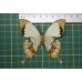 Papilio dardanus meriones op speld