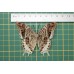 Charaxes orilus op speld