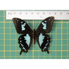 Papilio epiphorbas op speld
