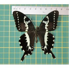 Papilio delandei op speld