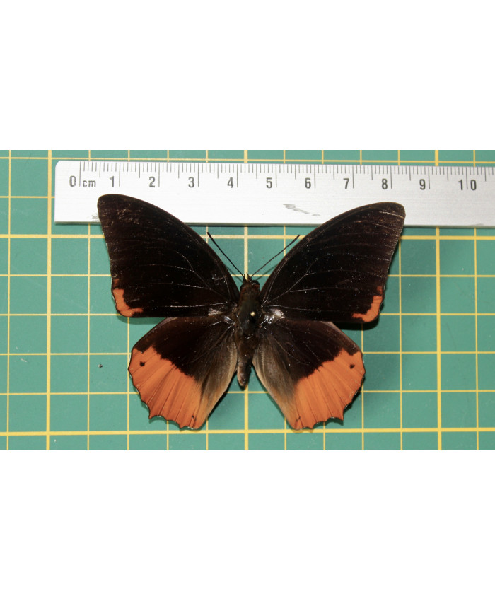 Charaxes protoclea op speld