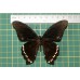 Papilio bromius op speld