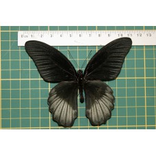 Papilio rumanzovia op speld vrouw