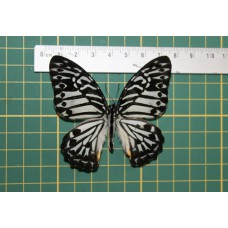 Papilio delessertii op speld