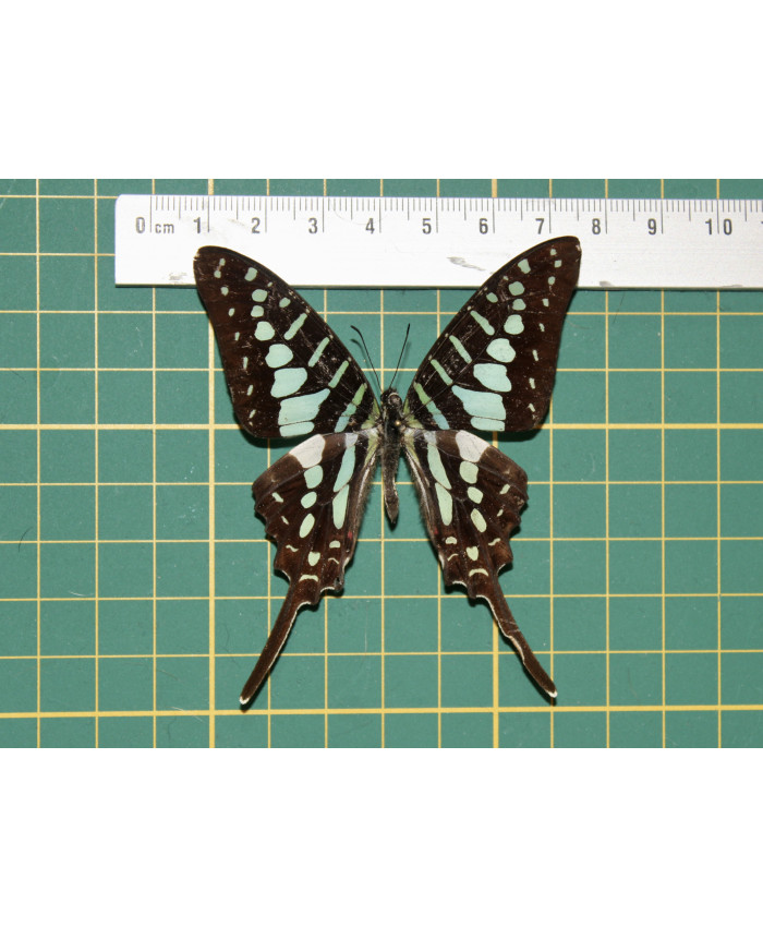 Graphium policenes op speld