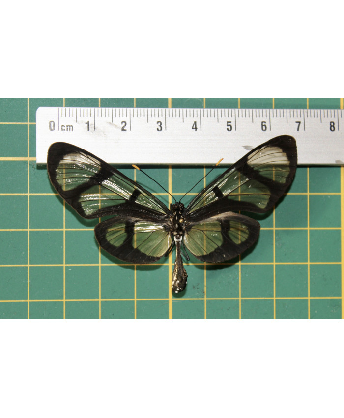 Thyridia psidii op speld