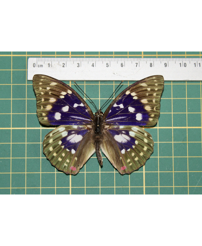 Sasakia charonda op speld