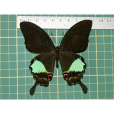 Papilio karna karna op speld