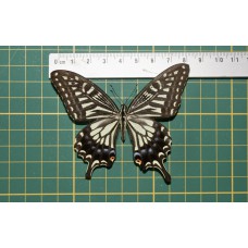 Papilio xuthus op speld