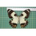 Papilio euchenor op speld