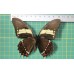 Papilio aristeus bitias op speld