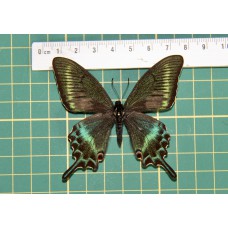 Papilio maackii op speld voorjaar form