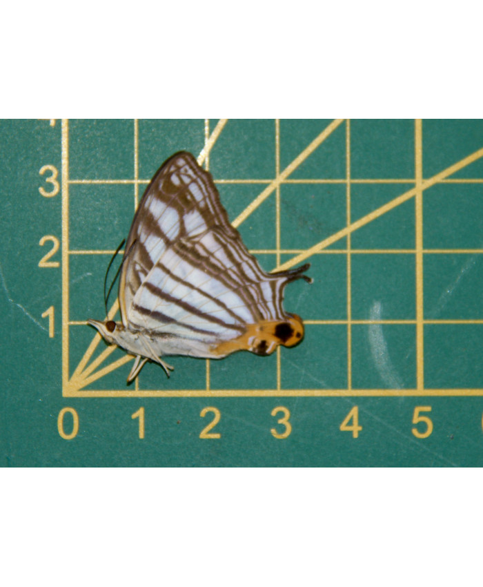 Cyrestis maenalis maenalis ongeprepareerd