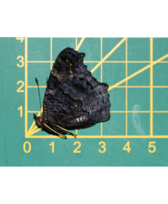 Aglais io ongeprepareerd Dagpauwoog