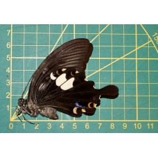 Papilio sataspes sataspes ongepreparerd