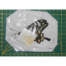 Papilio antenor ongeprepareerd M/V
