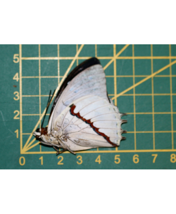 Charaxses hadrianus ongeprepareerd