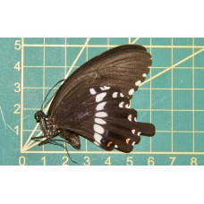 Papilio polytes alcindor Ongeprepareerd