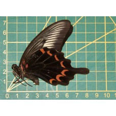 Papilio oenemans ongeprepareerd