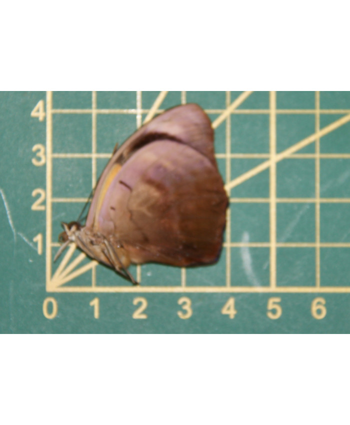 Catonephele acontius ongeprepareerd