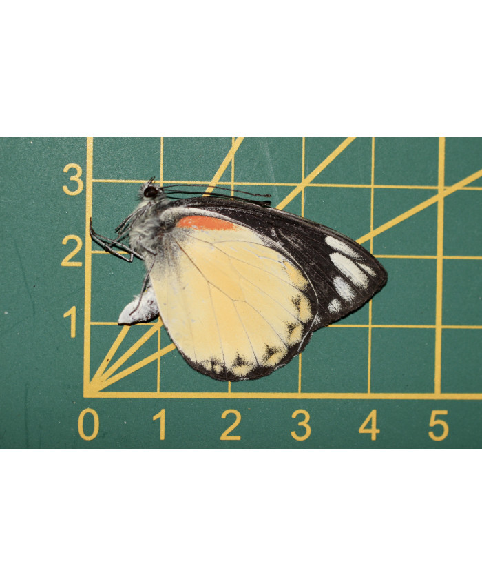 Delias belisama ongeprepareerd