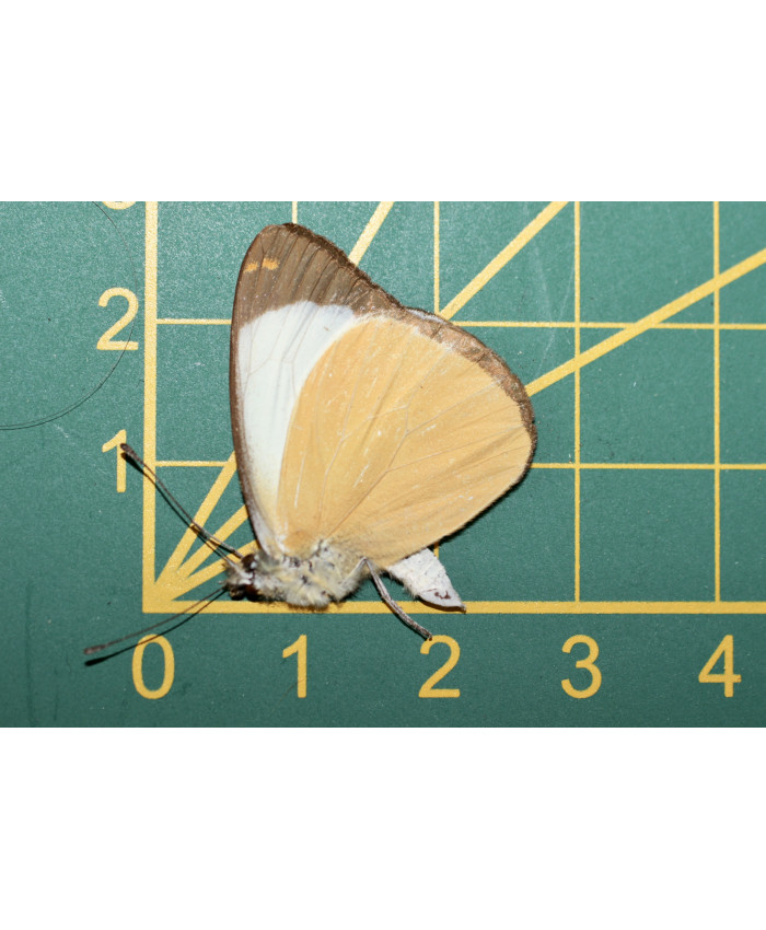 Delias sp 2  ongeprepareerd