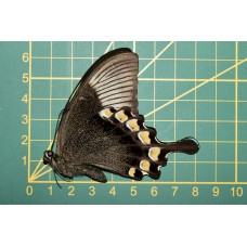 Papilio blumei ongeprepareerd