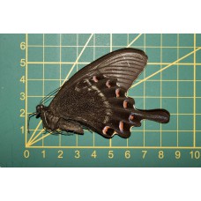 Papilio maackii ongeprepareerd