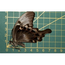 Papilio peranthus adamantius ongeprepareerd
