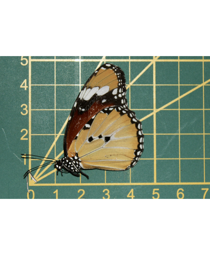 Dadaus chrysippus ongeprepareerd