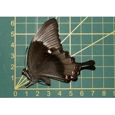 Papilio deadalus ongeprepareerd
