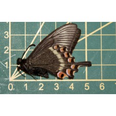 Papilio maakcii voorjaar vorm ongeprepareerd