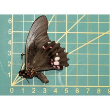 Papilio anchisiades ongeprepareerd